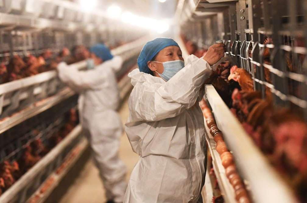 Frequently Asked Questions about the H5N1 outbreak, covering all you need to understand about its spread to dairy cows across nine states